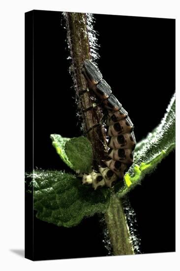 Lampyris Noctiluca (Common Glow-Worm)-Paul Starosta-Premier Image Canvas