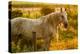 Lancaster County, Pennsylvania. Dappled horse catches mane on barbed wire-Jolly Sienda-Premier Image Canvas