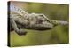 Lance-nosed chameleon (Calumma gallus), Andasibe-Mantadia National Park. Madagascar-Emanuele Biggi-Premier Image Canvas