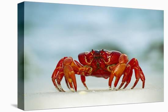 Land Crab Single Crab on Beach Close Up-null-Premier Image Canvas