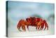 Land Crab Single Crab on Beach Close Up-null-Premier Image Canvas