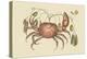 Land Crab-Mark Catesby-Stretched Canvas