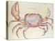 Land Crab-John White-Premier Image Canvas