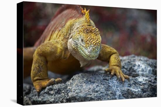 Land Iguana of South Plaza Island, Galapagos, Ecuador-Kymri Wilt-Premier Image Canvas