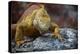 Land Iguana of South Plaza Island, Galapagos, Ecuador-Kymri Wilt-Premier Image Canvas