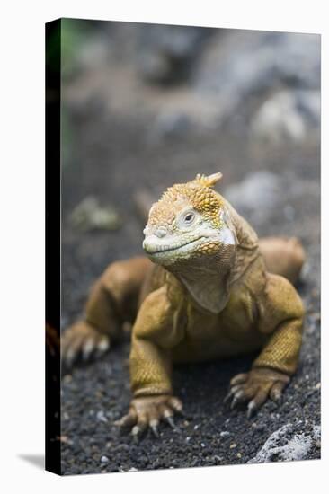 Land Iguana-DLILLC-Premier Image Canvas