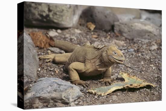 Land Iguana-DLILLC-Premier Image Canvas