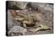 Land Iguana-DLILLC-Premier Image Canvas