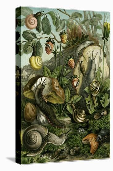 Land Molluscs or Snails and Slugs-null-Premier Image Canvas