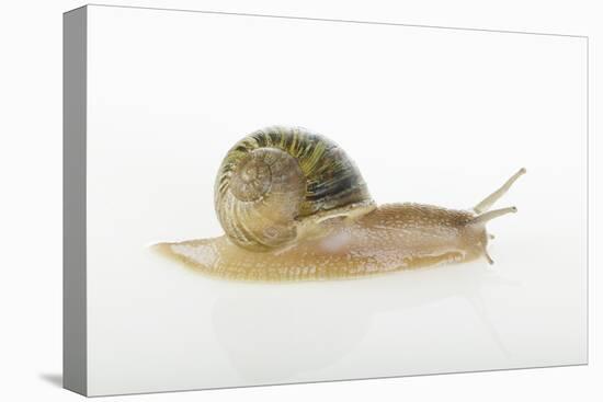 Land Snail-DLILLC-Premier Image Canvas