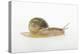 Land Snail-DLILLC-Premier Image Canvas