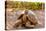 Land Tortoise on Epanola Island, Galapagos Islands, Ecuador, South America-Laura Grier-Premier Image Canvas