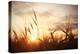 Landscape Fantastic Sunset on the Wheat Field Sunbeams Glare-Kichigin-Premier Image Canvas