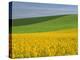 Landscape in Spring with Oil Seed Rape Field in Flower Near Marcilly Le Hayer, Aube, France-Michael Busselle-Premier Image Canvas