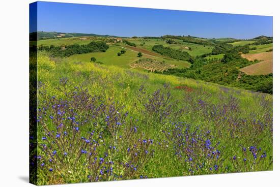 Landscape near Volterra in Spring, Province of Pisa, Tuscany, Italy-null-Stretched Canvas