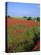 Landscape of a Field of Red Poppies in Flower in Summer, Near Beauvais, Picardie, France-Thouvenin Guy-Premier Image Canvas