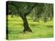 Landscape of Olive Tree and Wild Flowers Near Trujillo, in Extremadura, Spain, Europe-Michael Busselle-Premier Image Canvas