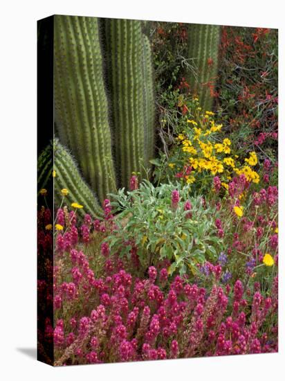 Landscape of Saguaro National Monument, Arizona, USA-Art Wolfe-Premier Image Canvas