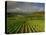 Landscape of Vineyards and Hills Near Beaune, Burgundy, France, Europe-Michael Busselle-Premier Image Canvas