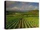 Landscape of Vineyards and Hills Near Beaune, Burgundy, France, Europe-Michael Busselle-Premier Image Canvas
