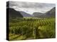 Landscape of Winery-Benjamin Rondel-Premier Image Canvas