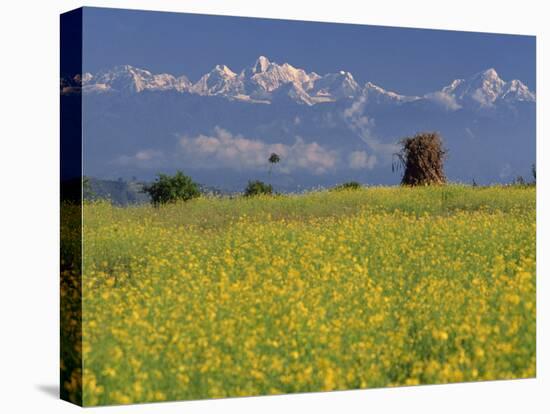 Landscape of Yellow Flowers of Mustard Crop the Himalayas in the Background, Kathmandu, Nepal-Alison Wright-Premier Image Canvas