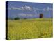 Landscape of Yellow Flowers of Mustard Crop the Himalayas in the Background, Kathmandu, Nepal-Alison Wright-Premier Image Canvas