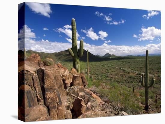 Landscape, Saguaro National Park, Arizona, USA-Massimo Borchi-Premier Image Canvas