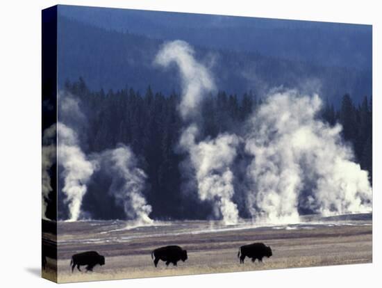 Landscape with Bison and Steam from Geysers, Yellowstone National Park, Wyoming Us-Pete Cairns-Premier Image Canvas