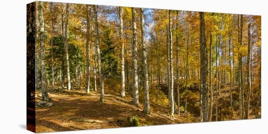 Landscape with Iraty forest, Basque Country, Pyrenees-Atlantique, France-Panoramic Images-Premier Image Canvas