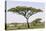 Landscape with Large Acacia Tree Near Lake Ndutu, Ngorongoro, Tanzania-James Heupel-Premier Image Canvas