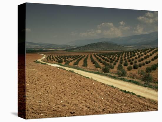 Landscape with Olive Trees, Near Jaen, Andalucia, Spain-Michael Busselle-Premier Image Canvas