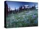 Landscape with Wild Flowers, Mount Rainier National Park, Washington State-Colin Brynn-Premier Image Canvas