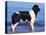 Landseer / Newfoundland Standing at the Beach-Adriano Bacchella-Premier Image Canvas