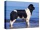 Landseer / Newfoundland Standing at the Beach-Adriano Bacchella-Premier Image Canvas