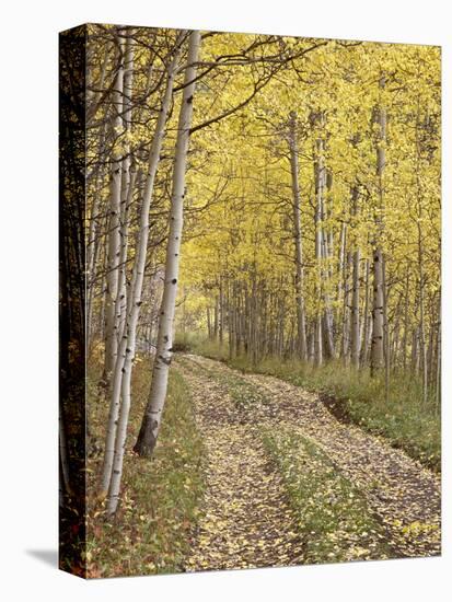 Lane Through Fall Aspens, Ophir Pass, Uncompahgre National Forest, Colorado, USA-James Hager-Premier Image Canvas