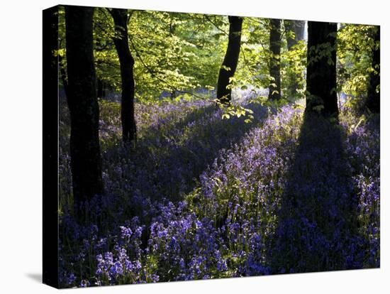 Lanhydrock Beech Woodland with Bluebells in Spring, Cornwall, UK-Ross Hoddinott-Premier Image Canvas