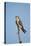 Lanner Falcon (Falco Biarmicus)-James Hager-Premier Image Canvas