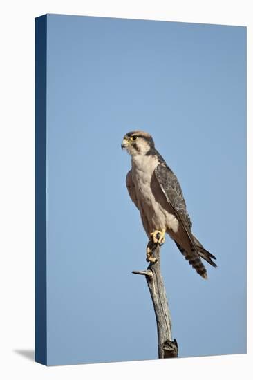 Lanner Falcon (Falco Biarmicus)-James Hager-Premier Image Canvas