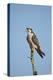 Lanner Falcon (Falco Biarmicus)-James Hager-Premier Image Canvas