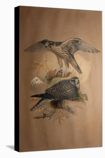 Lanner Falcon (Falco Lanarius), 1856-Joseph Wolf-Premier Image Canvas