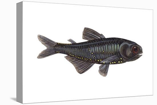 Lantern Fish (Myctophum Affine), Fishes-Encyclopaedia Britannica-Stretched Canvas