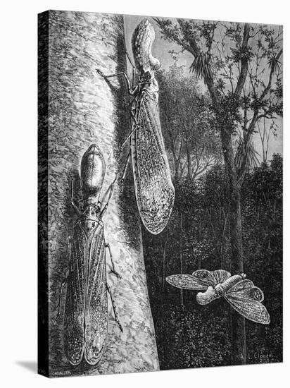 Lantern Fly Fulgora Laternaria on Tree Trunk-Chris Hellier-Premier Image Canvas