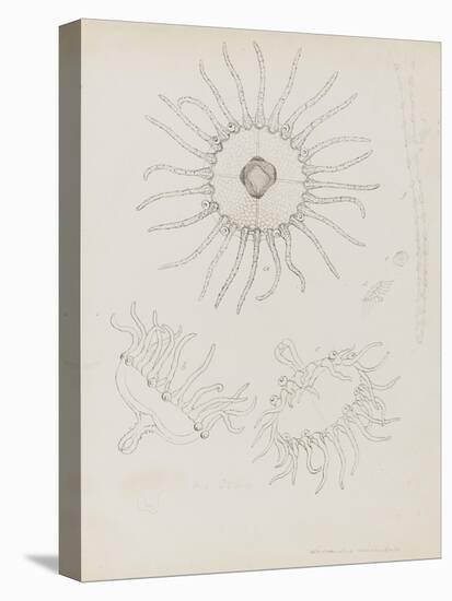 Laomedea Geniculata: Hydrozoan-Philip Henry Gosse-Premier Image Canvas