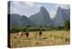 Laos, Vang Vieng. Cows and Mountains-Matt Freedman-Premier Image Canvas