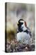 Lapland Longspur Singing-Ken Archer-Premier Image Canvas