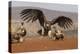 Lappetfaced vulture (Torgos tracheliotos) intimidating whitebacked vulture for food, KwaZulu-Natal-Ann and Steve Toon-Premier Image Canvas