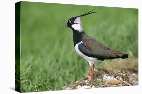 Lapwing Male in Breeding Territory-null-Premier Image Canvas