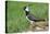 Lapwing Male in Breeding Territory-null-Premier Image Canvas