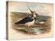 Lapwing (Vanellus cristacus), 1900, (1900)-Charles Whymper-Premier Image Canvas